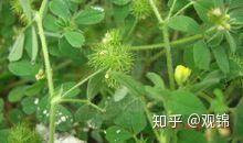 食用苜蓿种植技术_种植苜蓿的作用_食用种植苜蓿技术要点