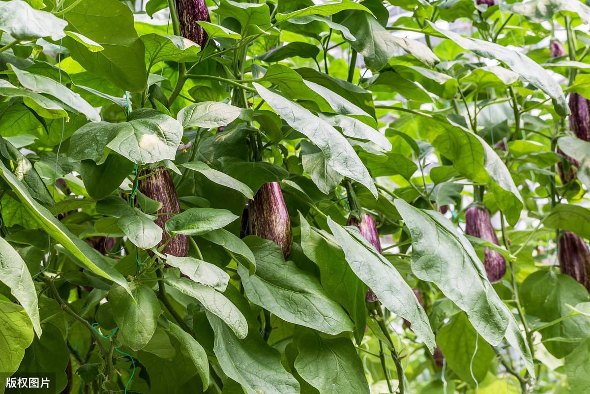 致富经绿茄_致富经茄子种植视频_致富经绿茄