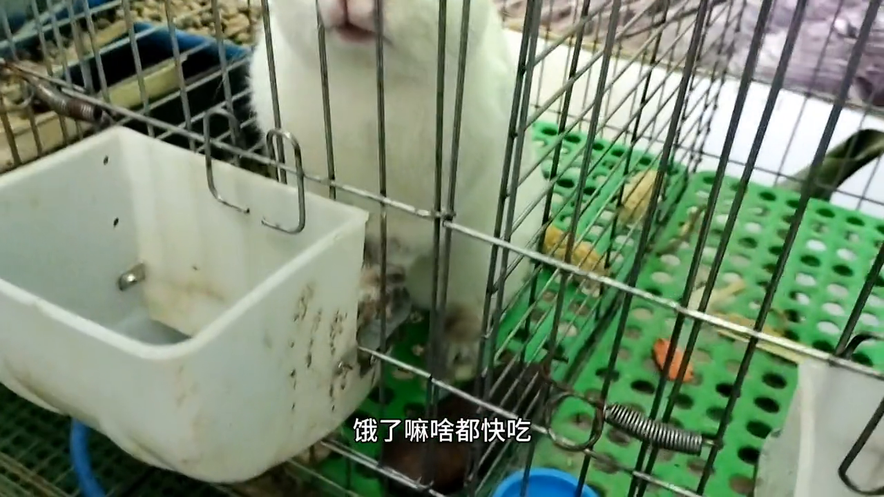 致富经散养兔子视频_致富经宠物兔养殖视频_家兔散养致富经视频