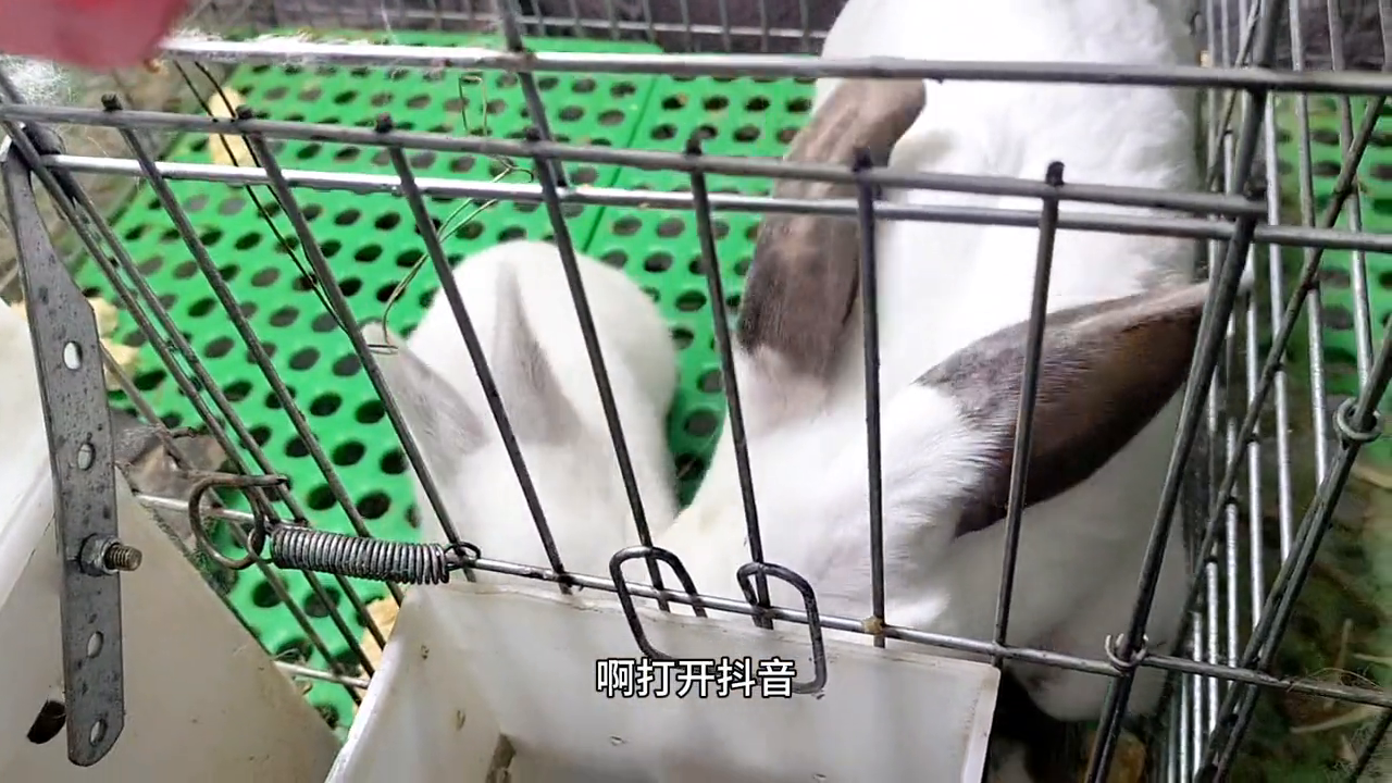 致富经散养兔子视频_致富经宠物兔养殖视频_家兔散养致富经视频