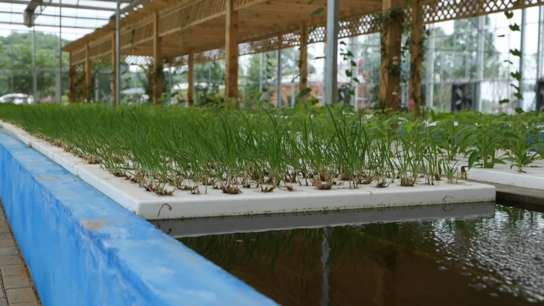 【我为群众办实事】“鱼菜共生”新模式，打造现代化“植物梦工厂”！
