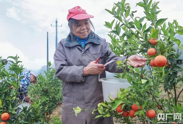 农家养殖土鸡技术与管理_农家养殖土鸡技术视频_农家土鸡养殖技术