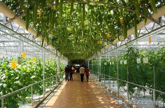 种植致富新项目_致富种植什么比较赚大钱_种植致富20个好项目心得