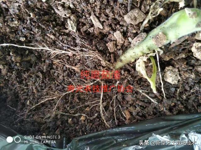 种植致富20个好项目心得_种植致富新项目_致富种植什么比较赚大钱