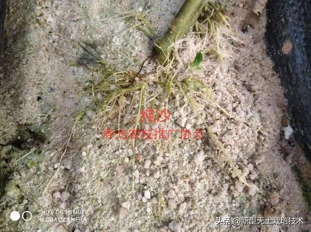 种植致富新项目_种植致富20个好项目心得_致富种植什么比较赚大钱