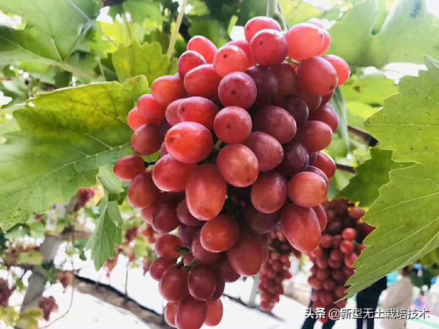 种植致富20个好项目心得_致富种植什么比较赚大钱_种植致富新项目