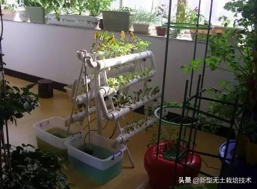 致富种植什么比较赚大钱_种植致富20个好项目心得_种植致富新项目