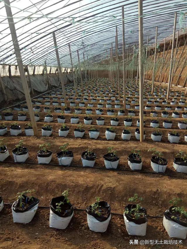 种植致富新项目_致富种植什么比较赚大钱_种植致富20个好项目心得