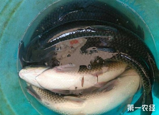 致富经养鱼视频大全集_致富经养鱼一年多赚1000万_致富经养鱼
