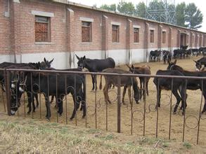 肉驴养殖技术下载_肉驴养殖技术视频_驴养殖户