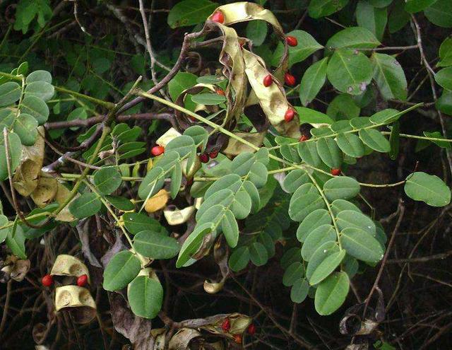 这8种做手串的植物，中国农民想致富可以顺便种植