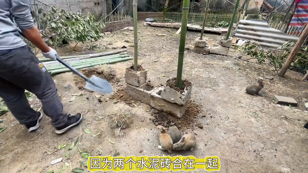 视频致富散养家兔下载_家兔散养致富经视频_致富经散养兔子视频
