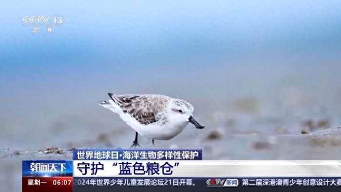 给海洋送鱼、用贝类净水 蓝色粮仓“种”出这些新成果