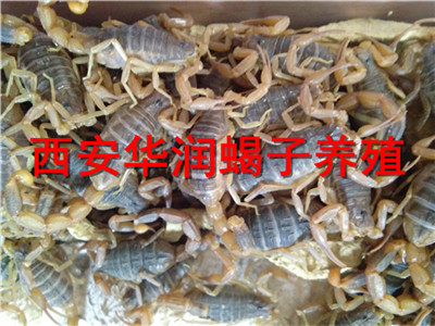 遂宁养蝎的成功案例蝎子的养殖技术及市场前景 野外生态蝎子养殖