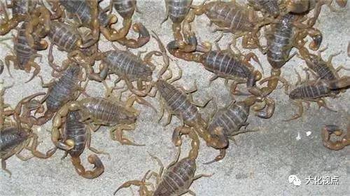 蝎子养殖技术成熟吗_蝎子养殖技术有难度_蝎子养殖难度技术有多少种