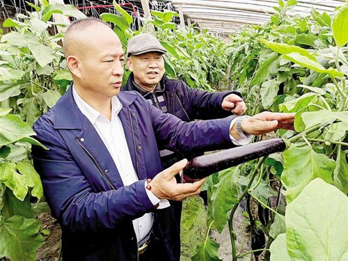 种植桐子树致富_致富种植树桐子图片_种桐子树挣钱吗