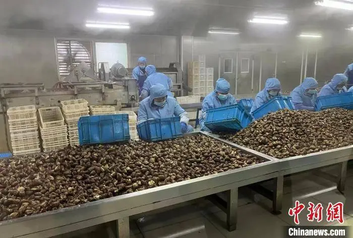 专业养殖蜗牛_致富经蜗牛养殖视频_视频致富蜗牛养殖大师