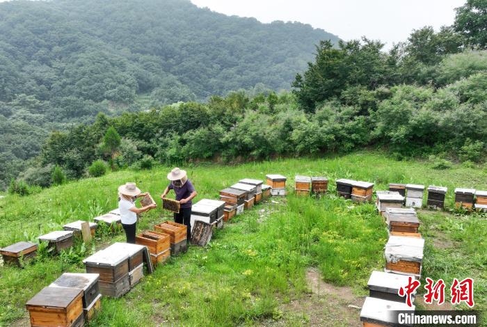 河北省临城县太行山深处养蜂基地。　宋继昌 摄