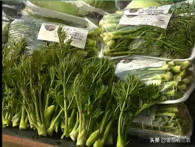 大棚香椿致富经视频_大棚香椿效益怎么样_大棚种植香椿视频