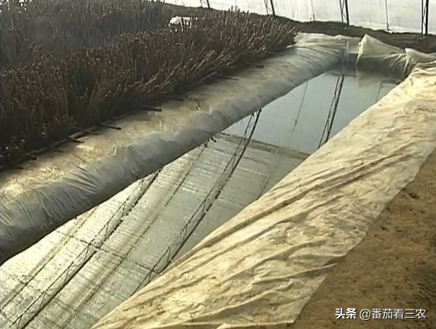 大棚香椿效益怎么样_大棚种植香椿视频_大棚香椿致富经视频