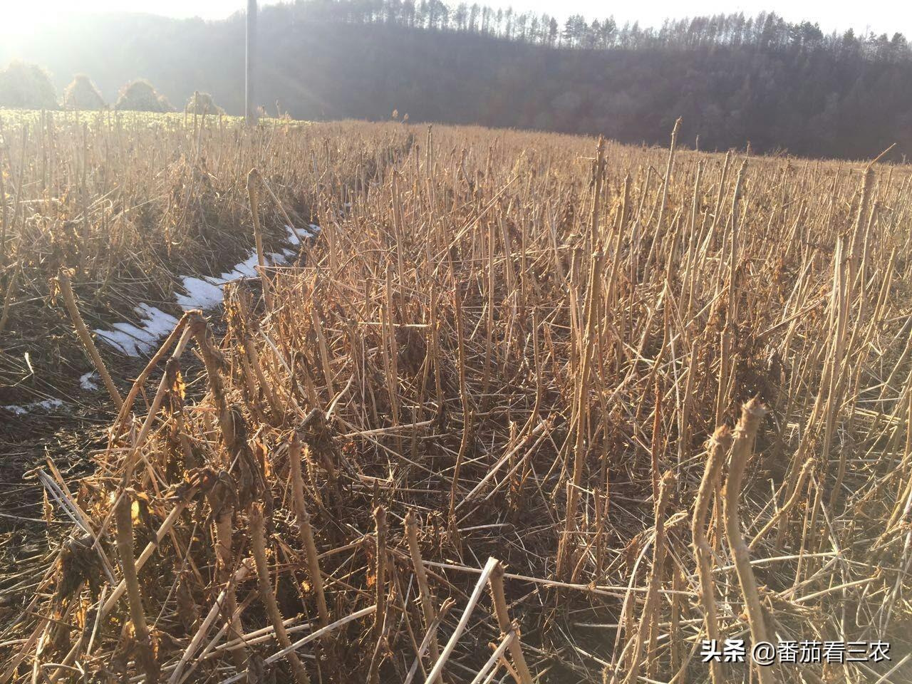 大棚香椿效益怎么样_大棚香椿致富经视频_大棚种植香椿视频