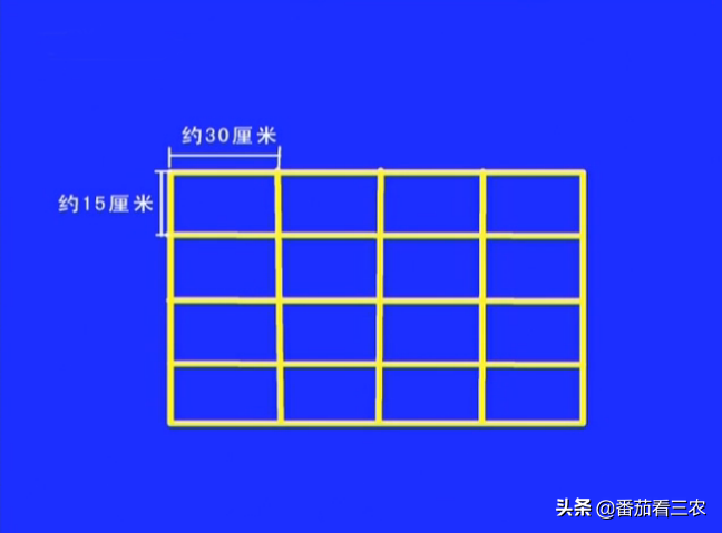 大棚香椿效益怎么样_大棚种植香椿视频_大棚香椿致富经视频