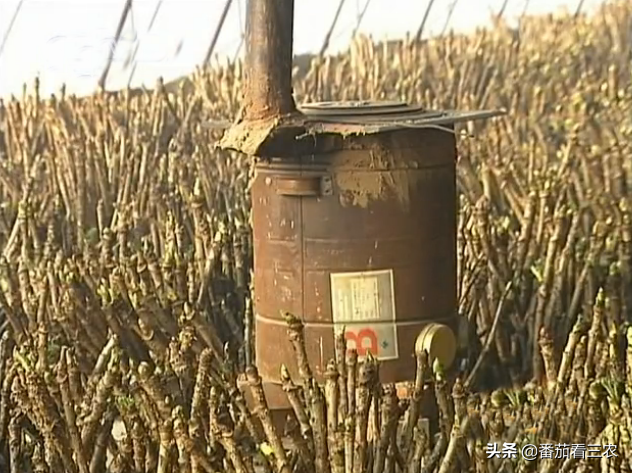 大棚种植香椿视频_大棚香椿致富经视频_大棚香椿效益怎么样