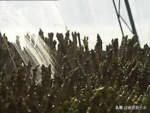 大棚香椿效益怎么样_大棚种植香椿视频_大棚香椿致富经视频