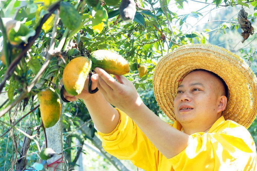 种植致富的野果_致富种植野果的句子_致富种植野果图片