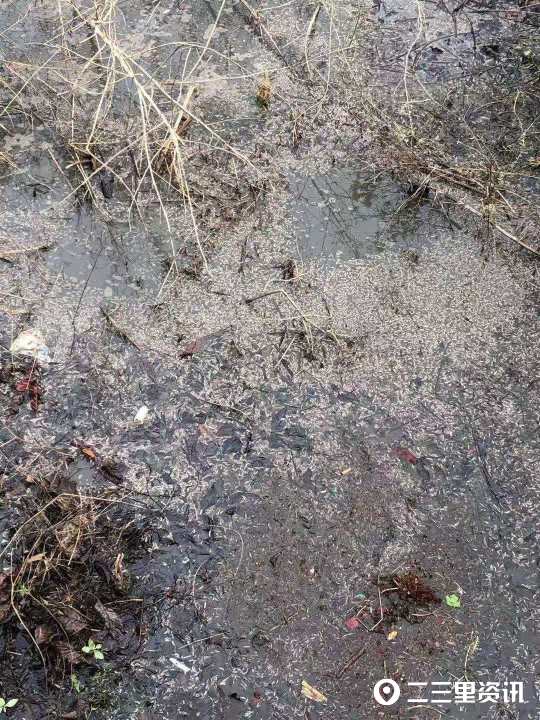 商洛一养猪场猪粪生蛆污水横流 涉事养殖场：不小心溢出来了