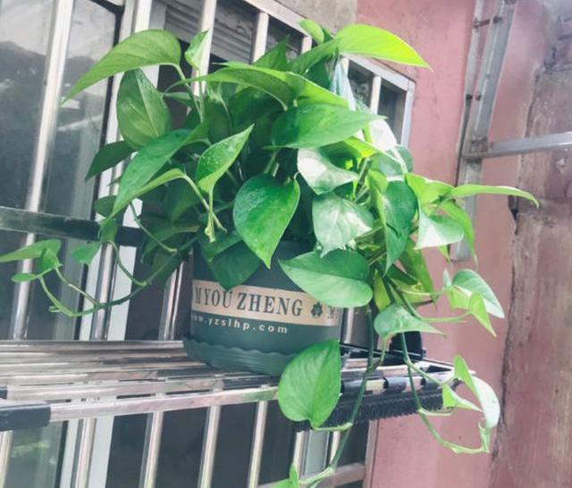 绿萝想水培，学会正确“操作”，快速冒白根，枝繁叶茂新芽冒不停