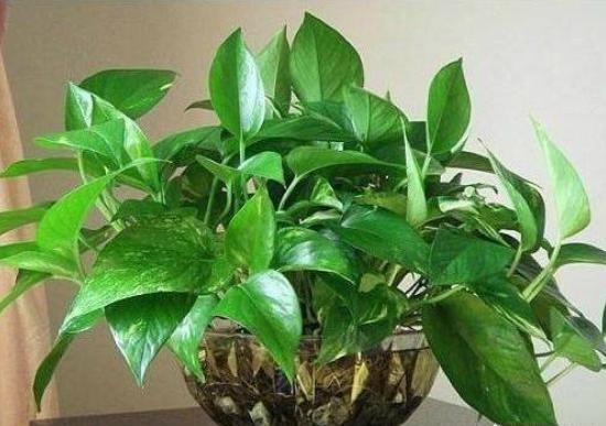 种植水培技术有哪些_水培种植技术_水培种植技术知识