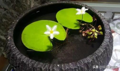 种植水培技术有哪些_种植水培技术要点_水培种植技术