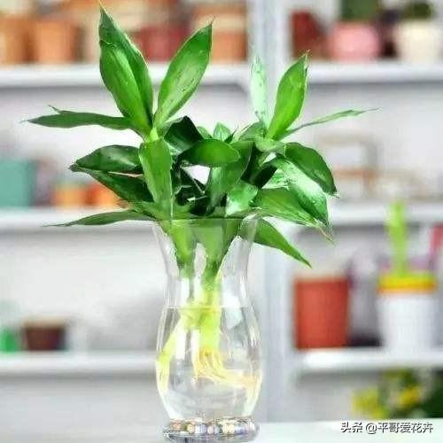 种植水培技术要点_种植水培技术有哪些_水培种植技术
