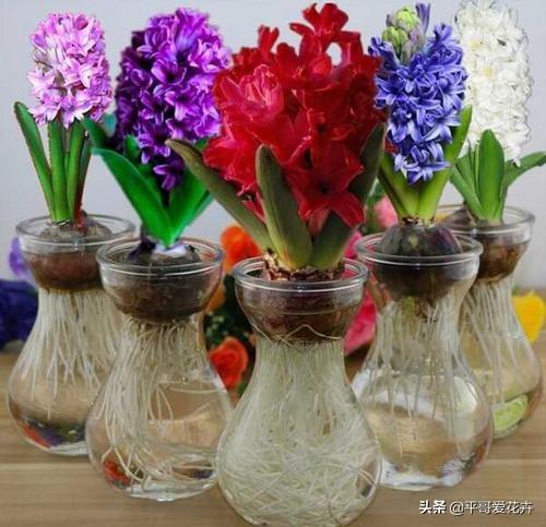 水培种植技术_种植水培技术有哪些_种植水培技术要点