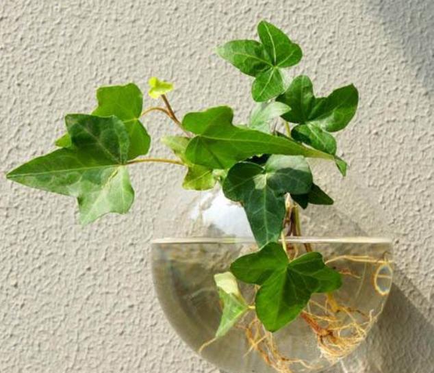 土培植物转水培，用对“方法”，提高成活率，后期长势更旺盛