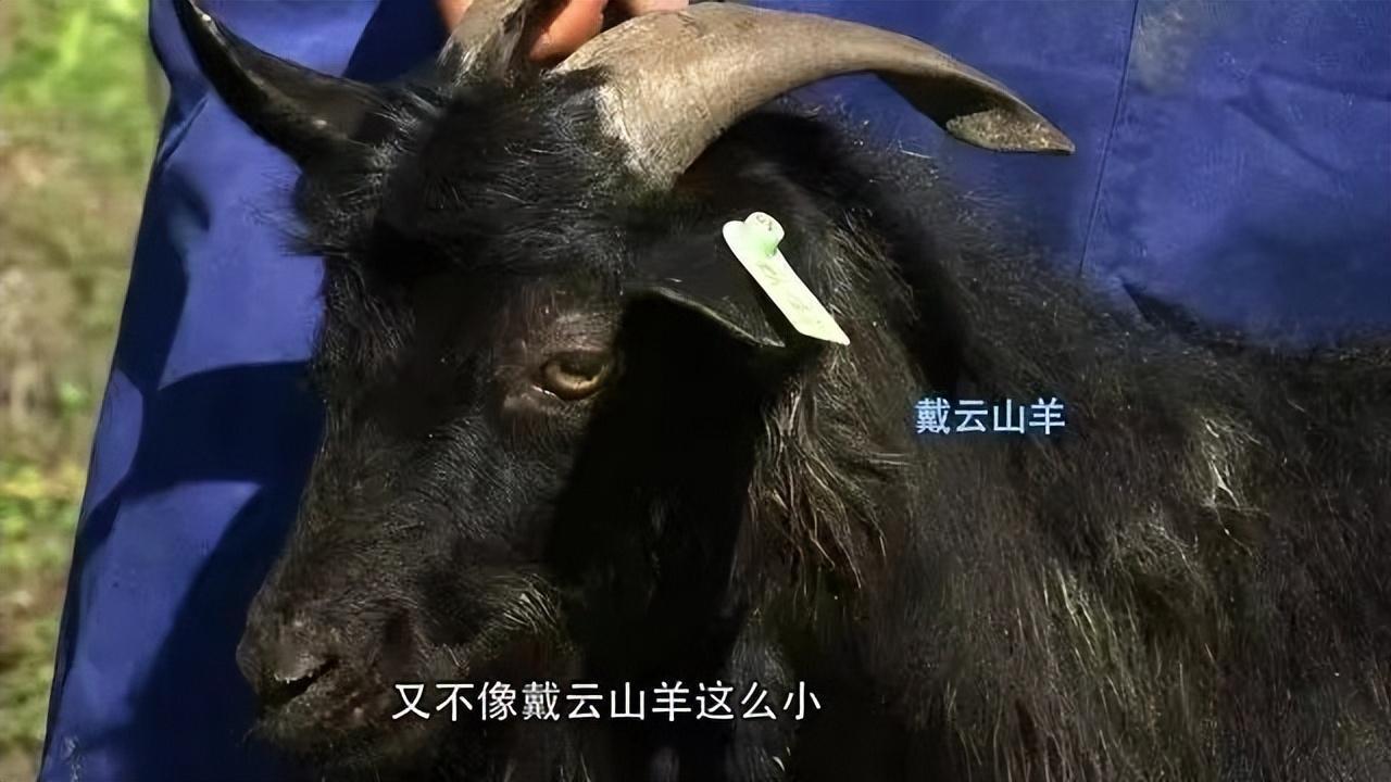 努比亚养殖技术_养努比亚圈养技术_努比亚养殖致富