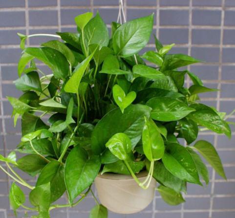 水培种植技术_种植水培技术视频_水培种植过程