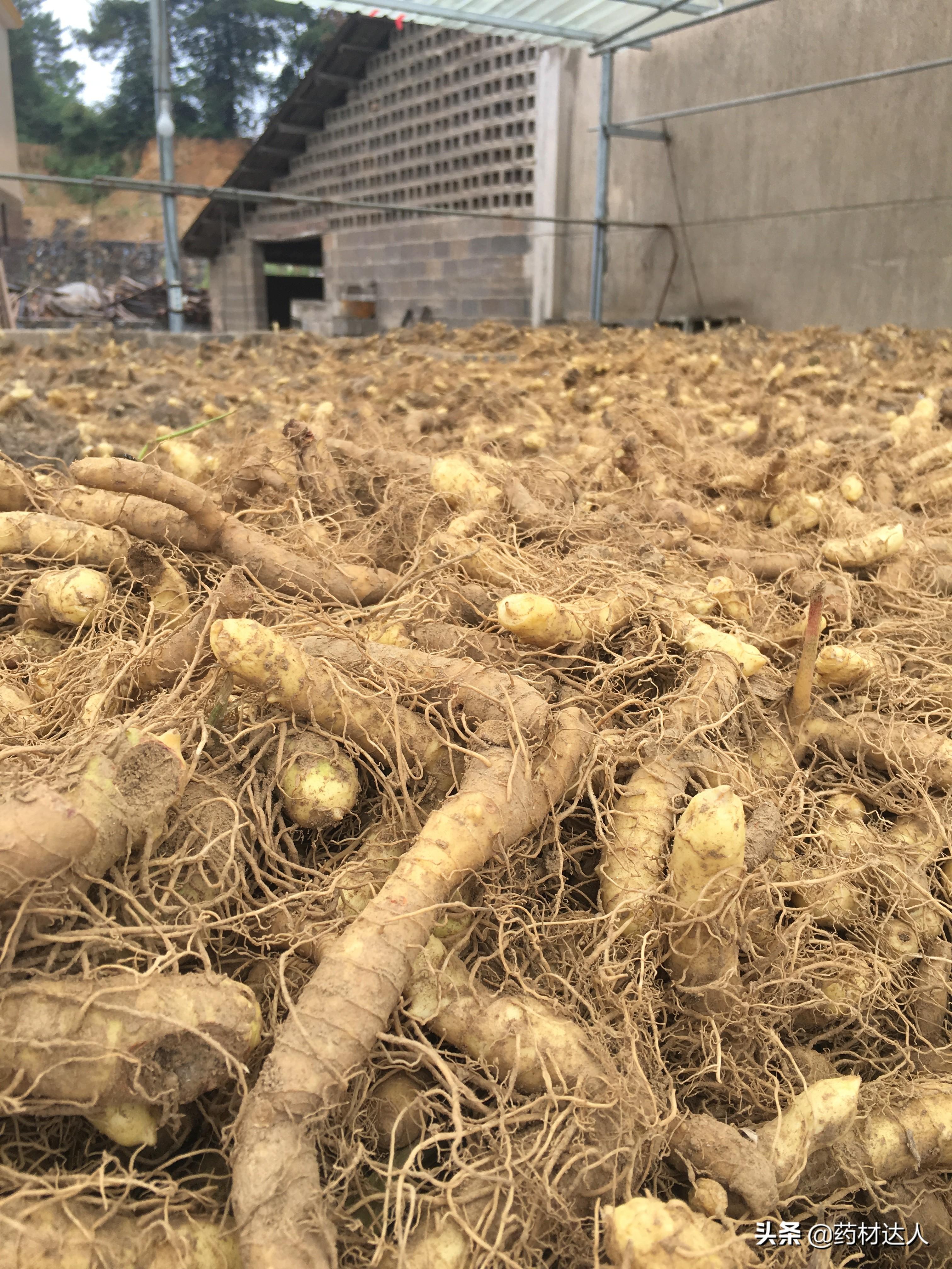 高产种植玉竹技术要求_玉竹种植技术和利润_玉竹种植高产技术