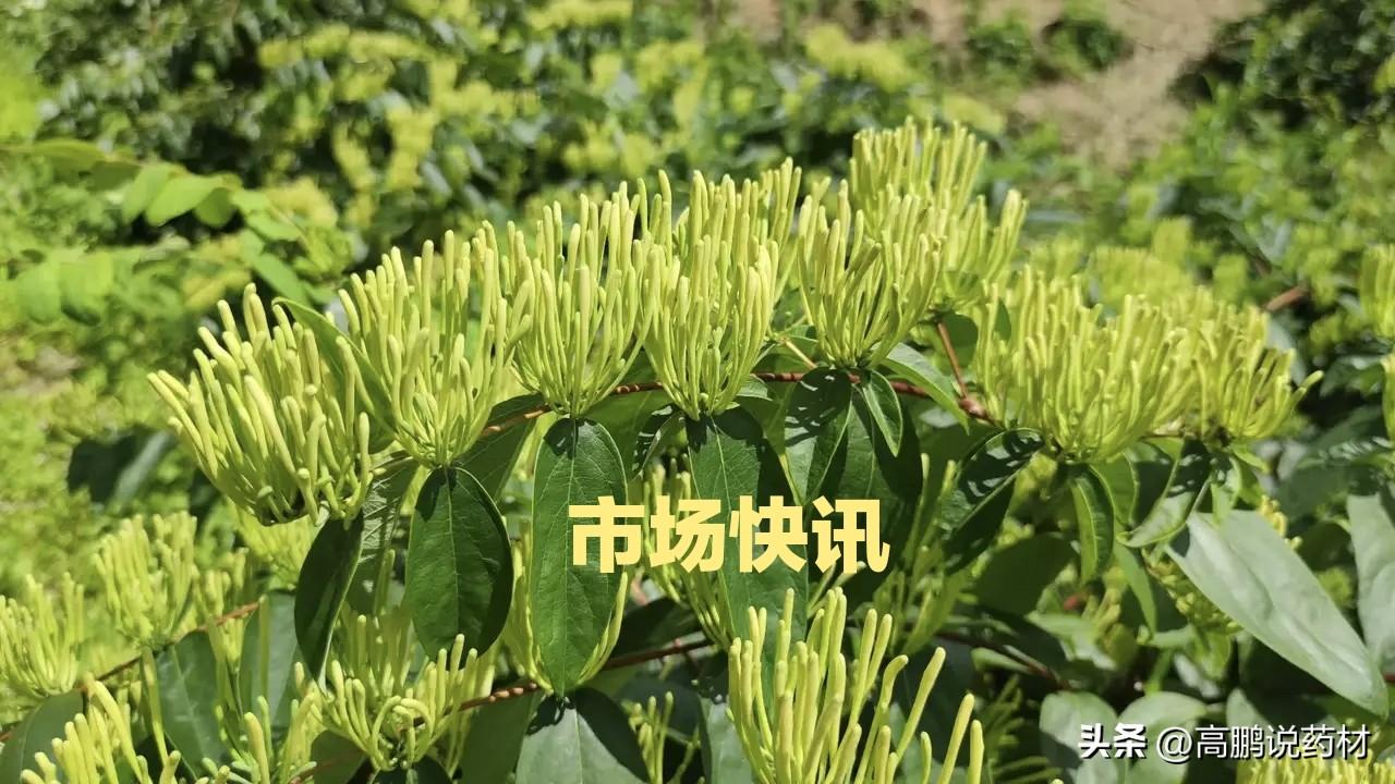 高鹏说药材：2023年6月25日玉竹、槐米、大黄、覆盆子等行情上升