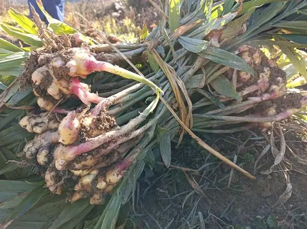 小黄姜种植致富_种植小黄姜的技术和技能_小黄姜种植条件