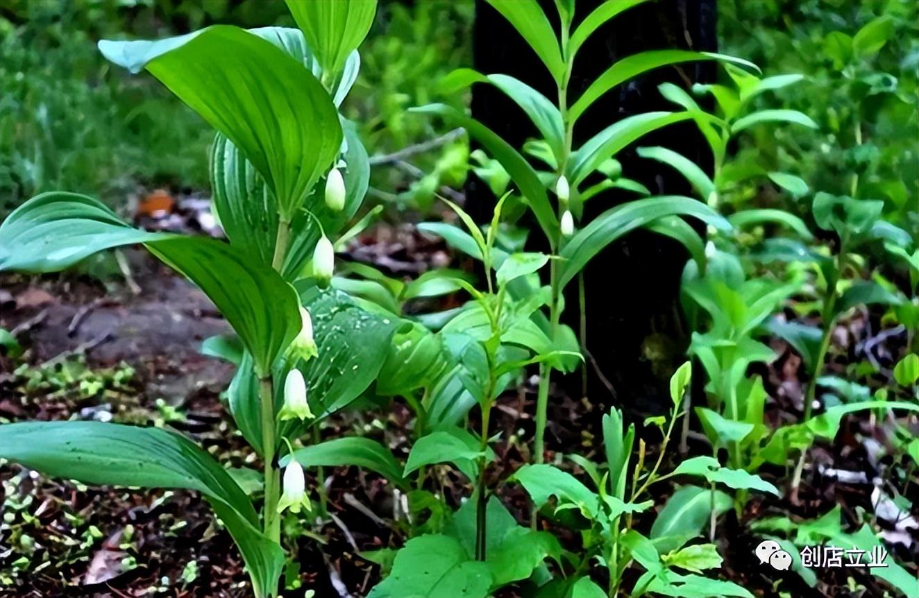 高产种植玉竹技术视频_玉竹种植高产技术_玉竹高产栽培技术