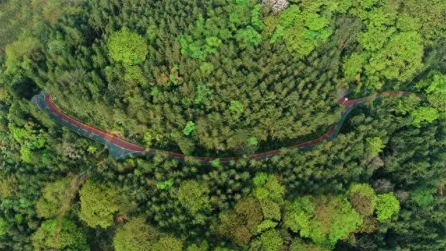 小黄姜种植致富_小黄姜种植方法_小黄姜种植条件