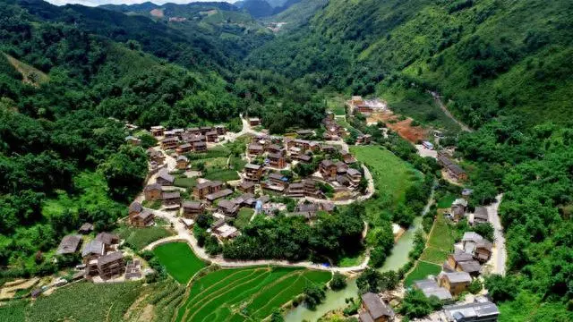 小黄姜种植方法_小黄姜种植致富_小黄姜种植条件