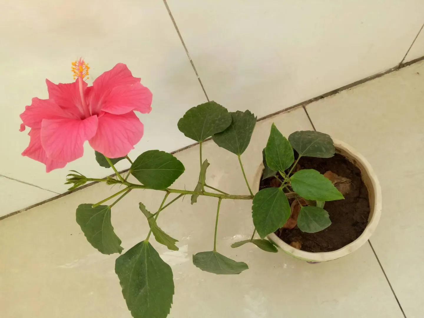 扶桑牡丹的花期_牡丹种植扶桑花技术视频_扶桑牡丹花种植技术