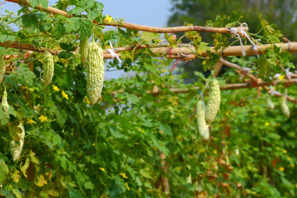 苦瓜种植时间及技术要点视频_cctv7春季苦瓜种植技术_春季苦瓜种植技术cctv7