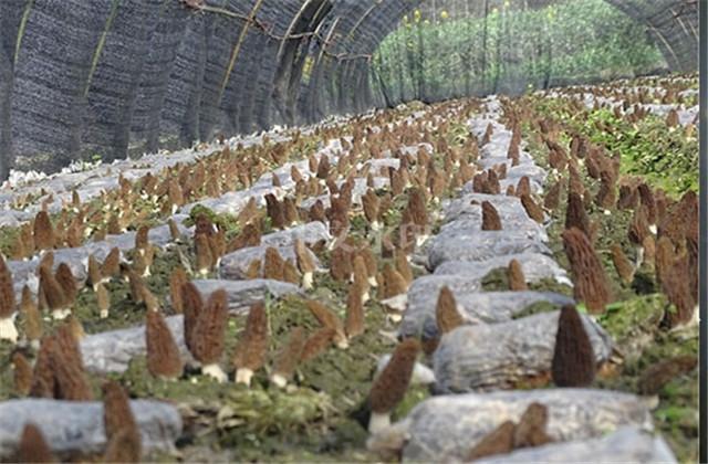 羊肚菌纯野生种植技术_野生羊肚菌怎么种_野生羊肚菌菌种