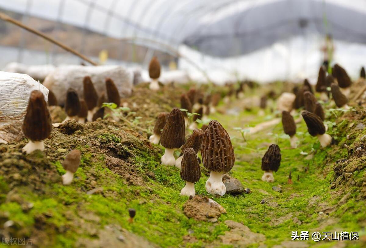 野生羊肚菌种子哪里来的_羊肚菌纯野生种植技术_野生羊肚菌怎么种