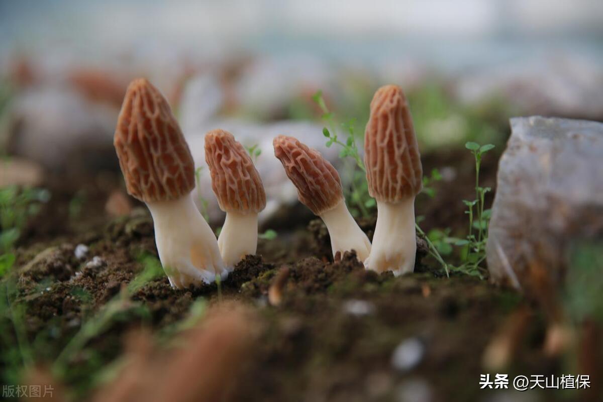 野生羊肚菌怎么种_羊肚菌纯野生种植技术_野生羊肚菌种子哪里来的