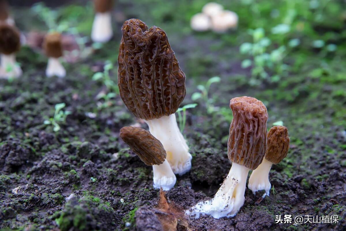 野生羊肚菌怎么种_羊肚菌纯野生种植技术_野生羊肚菌种子哪里来的